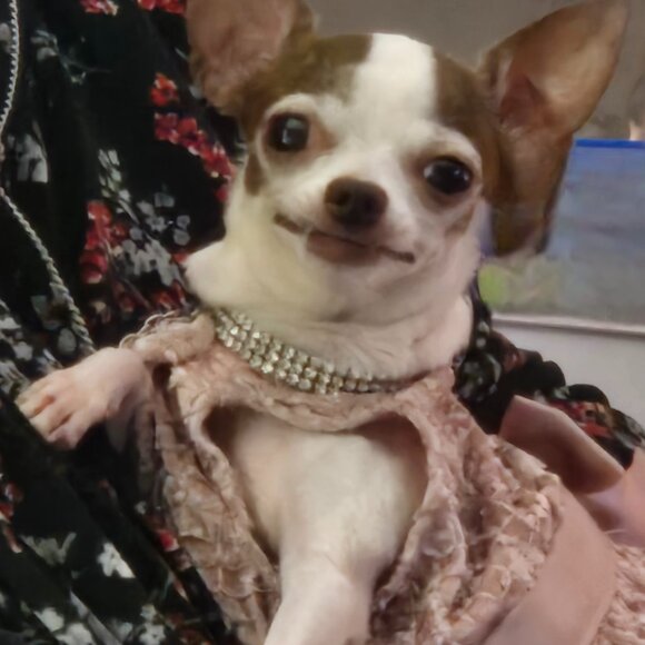 Meet your Posher, Robin - Picture 3 of 4